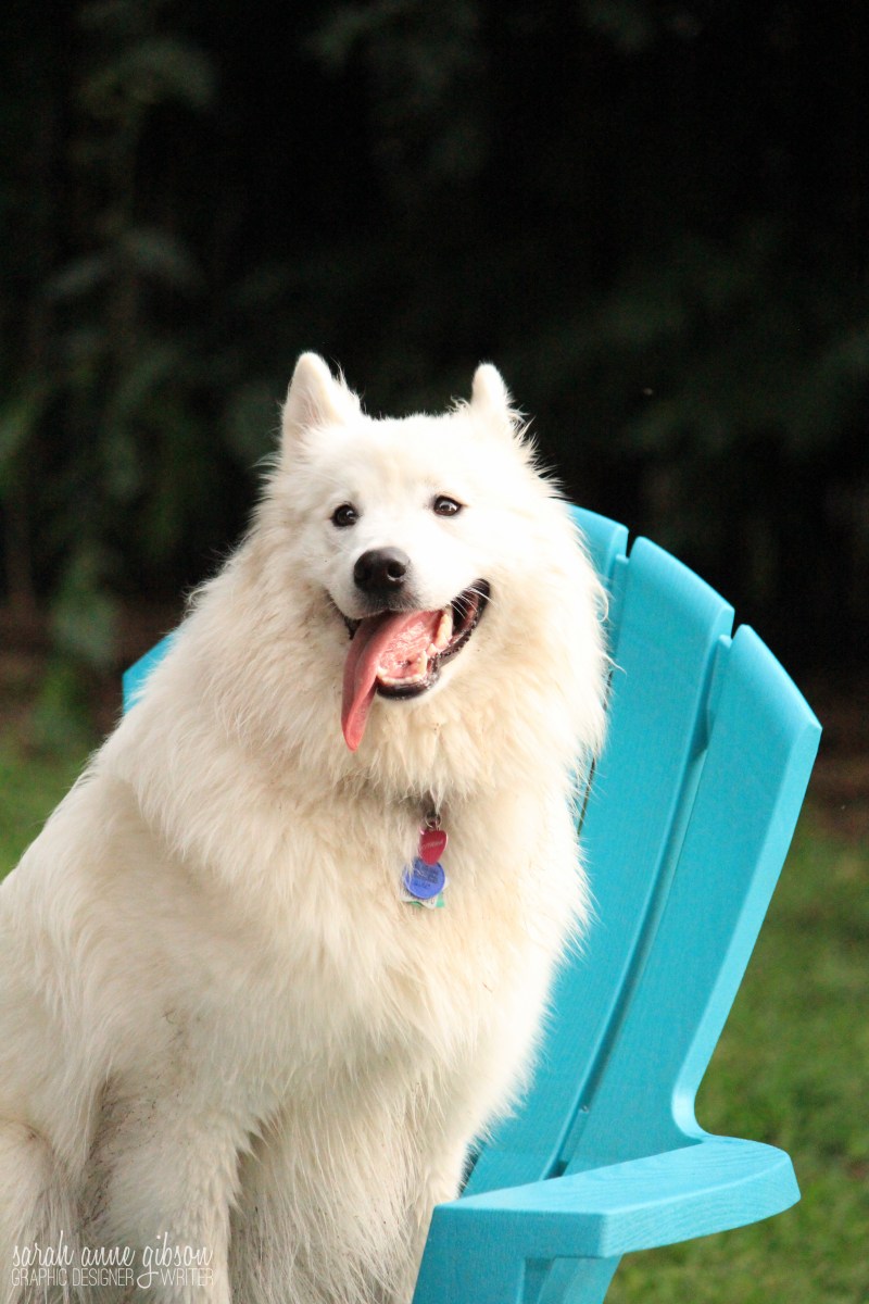 About Us Frenchtown Dog Park